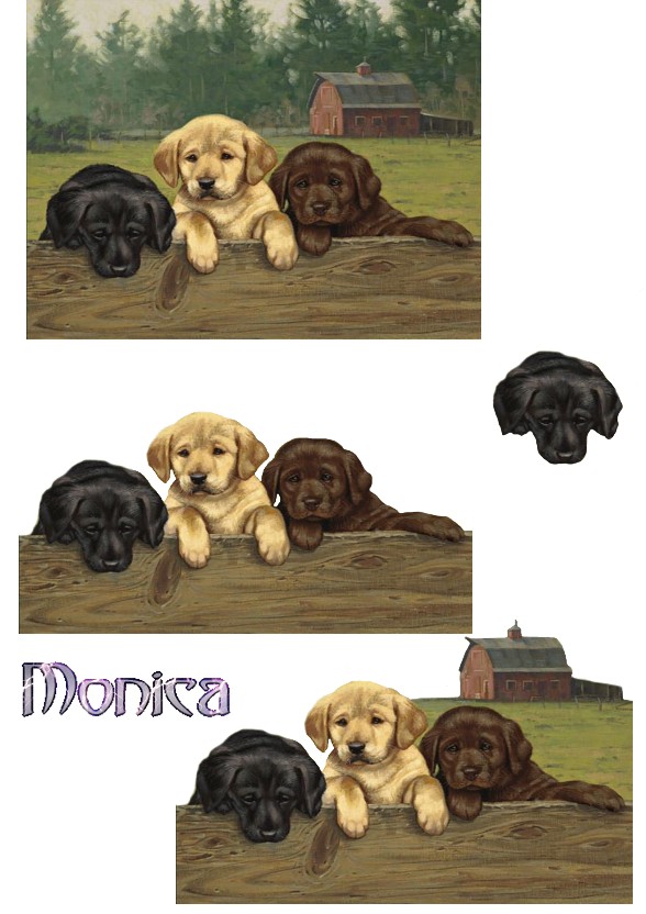 monica-puppies-2.jpg